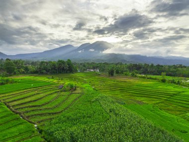 Beautiful morning view indonesia panorama landscape paddy fields with beauty color and sky natural light