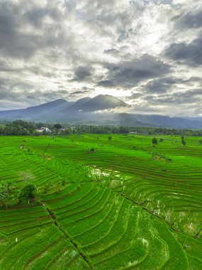Beautiful morning view indonesia panorama landscape paddy fields with beauty color and sky natural light