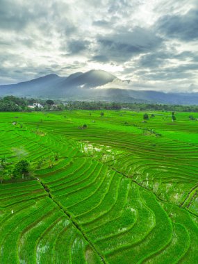 Beautiful morning view indonesia panorama landscape paddy fields with beauty color and sky natural light