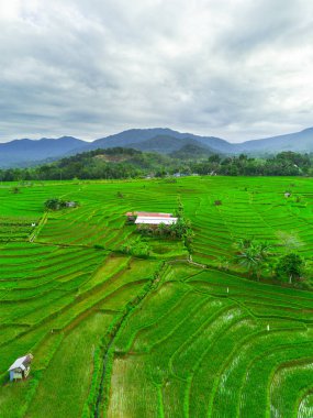 Beautiful morning view indonesia panorama landscape paddy fields with beauty color and sky natural light