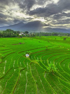 Beautiful morning view indonesia panorama landscape paddy fields with beauty color and sky natural light