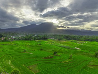 Beautiful morning view indonesia panorama landscape paddy fields with beauty color and sky natural light