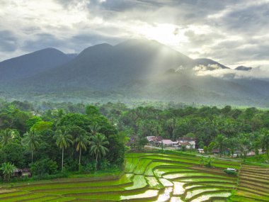 Beautiful morning view indonesia panorama landscape paddy fields with beauty color and sky natural light