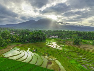 Beautiful morning view indonesia panorama landscape paddy fields with beauty color and sky natural light