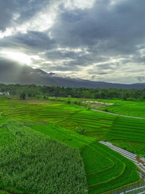 Beautiful morning view indonesia panorama landscape paddy fields with beauty color and sky natural light