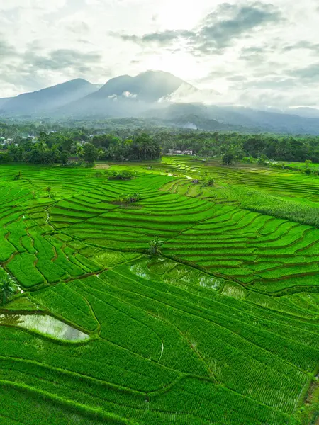 Beautiful morning view indonesia panorama landscape paddy fields with beauty color and sky natural light