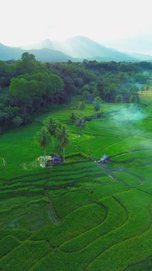 Güzel bir sabah manzarası Endonezya manzara ormanı güzellik rengi ve gökyüzü doğal ışığı