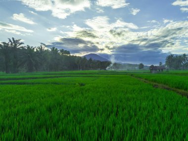 Güzel bir sabah manzarası Endonezya manzara ormanı güzellik rengi ve gökyüzü doğal ışığı