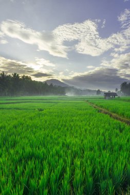 Güzel bir sabah manzarası Endonezya manzara ormanı güzellik rengi ve gökyüzü doğal ışığı