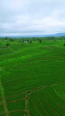 Güzel bir sabah manzarası Endonezya manzara ormanı güzellik rengi ve gökyüzü doğal ışığı