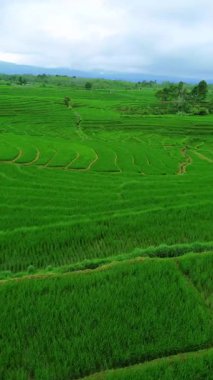 Güzel bir sabah manzarası Endonezya manzara ormanı güzellik rengi ve gökyüzü doğal ışığı