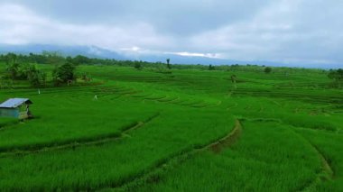 Güzel bir sabah manzarası Endonezya manzara ormanı güzellik rengi ve gökyüzü doğal ışığı