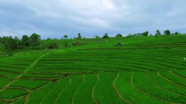 Güzel bir sabah manzarası Endonezya manzara ormanı güzellik rengi ve gökyüzü doğal ışığı