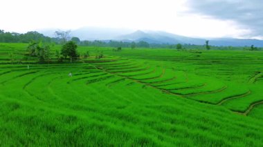 Güzel bir sabah manzarası Endonezya manzara ormanı güzellik rengi ve gökyüzü doğal ışığı