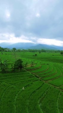 Güzel bir sabah manzarası Endonezya manzara ormanı güzellik rengi ve gökyüzü doğal ışığı