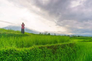 Güzel bir sabah manzarası Endonezya manzara ormanı güzellik rengi ve gökyüzü doğal ışığı