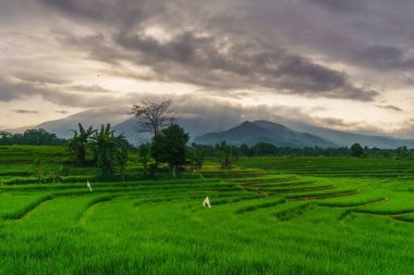 Güzel bir sabah manzarası Endonezya manzara ormanı güzellik rengi ve gökyüzü doğal ışığı