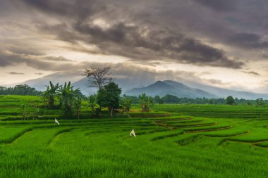 Güzel bir sabah manzarası Endonezya manzara ormanı güzellik rengi ve gökyüzü doğal ışığı
