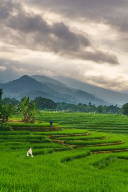 Güzel bir sabah manzarası Endonezya manzara ormanı güzellik rengi ve gökyüzü doğal ışığı