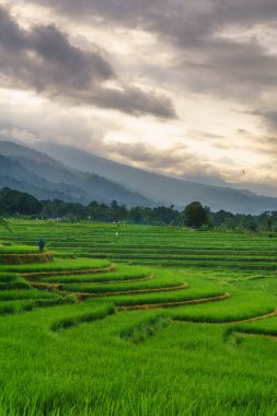 Güzel bir sabah manzarası Endonezya manzara ormanı güzellik rengi ve gökyüzü doğal ışığı
