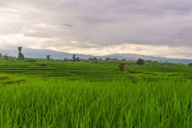 Güzel bir sabah manzarası Endonezya manzara ormanı güzellik rengi ve gökyüzü doğal ışığı