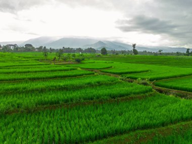 Güzel bir sabah manzarası Endonezya manzara ormanı güzellik rengi ve gökyüzü doğal ışığı