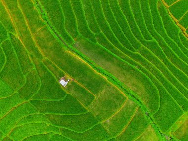 Güzel bir sabah manzarası Endonezya manzara ormanı güzellik rengi ve gökyüzü doğal ışığı