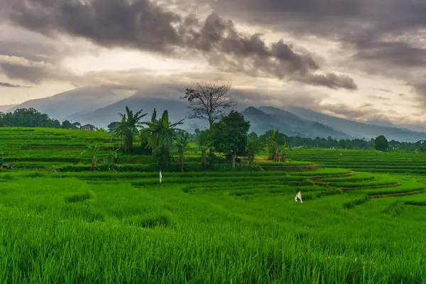 Güzel bir sabah manzarası Endonezya manzara ormanı güzellik rengi ve gökyüzü doğal ışığı