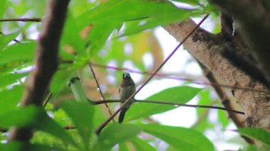 Güzel bir sabah manzarası Endonezya manzara ormanı güzellik rengi ve gökyüzü doğal ışığı