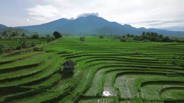 Güzel bir sabah manzarası Endonezya manzara ormanı güzellik rengi ve gökyüzü doğal ışığı