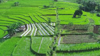 Güzel bir sabah manzarası Endonezya manzara ormanı güzellik rengi ve gökyüzü doğal ışığı