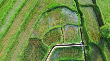 Güzel bir sabah manzarası Endonezya manzara ormanı güzellik rengi ve gökyüzü doğal ışığı