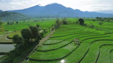 Güzel bir sabah manzarası Endonezya manzara ormanı güzellik rengi ve gökyüzü doğal ışığı