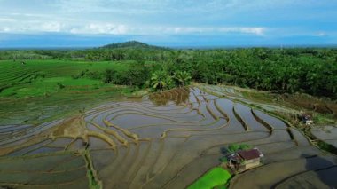 Güzel bir sabah manzarası Endonezya manzara ormanı güzellik rengi ve gökyüzü doğal ışığı