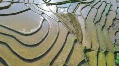 Güzel bir sabah manzarası Endonezya manzara ormanı güzellik rengi ve gökyüzü doğal ışığı