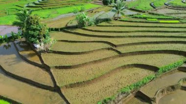 Güzel bir sabah manzarası Endonezya manzara ormanı güzellik rengi ve gökyüzü doğal ışığı