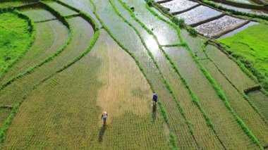 Güzel bir sabah manzarası Endonezya manzara ormanı güzellik rengi ve gökyüzü doğal ışığı
