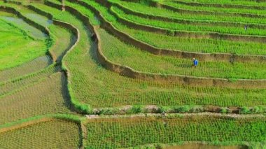 Güzel bir sabah manzarası Endonezya manzara ormanı güzellik rengi ve gökyüzü doğal ışığı