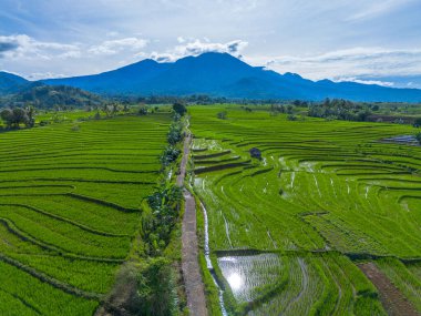 Güzel bir sabah manzarası Endonezya manzara ormanı güzellik rengi ve gökyüzü doğal ışığı
