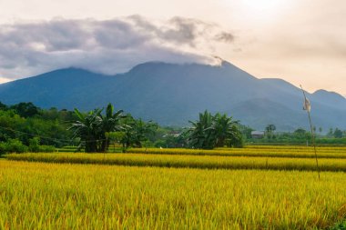 Güzel bir sabah manzarası Endonezya manzara ormanı güzellik rengi ve gökyüzü doğal ışığı
