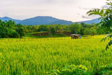 Güzel bir sabah manzarası Endonezya manzara ormanı güzellik rengi ve gökyüzü doğal ışığı