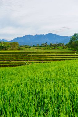 Güzel bir sabah manzarası Endonezya manzara ormanı güzellik rengi ve gökyüzü doğal ışığı