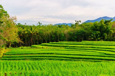 Güzel bir sabah manzarası Endonezya manzara ormanı güzellik rengi ve gökyüzü doğal ışığı