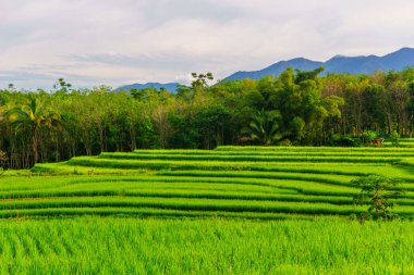 Güzel bir sabah manzarası Endonezya manzara ormanı güzellik rengi ve gökyüzü doğal ışığı