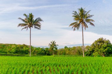 Güzel bir sabah manzarası Endonezya manzara ormanı güzellik rengi ve gökyüzü doğal ışığı