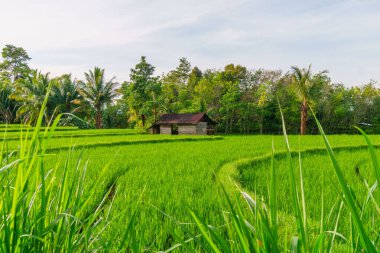 Güzel bir sabah manzarası Endonezya manzara ormanı güzellik rengi ve gökyüzü doğal ışığı