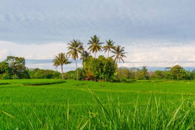 Güzel bir sabah manzarası Endonezya manzara ormanı güzellik rengi ve gökyüzü doğal ışığı