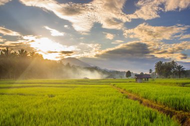 Güzel bir sabah manzarası Endonezya manzara ormanı güzellik rengi ve gökyüzü doğal ışığı