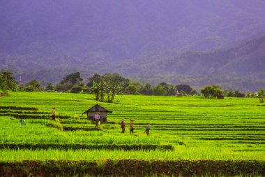 Güzel bir sabah manzarası Endonezya manzara ormanı güzellik rengi ve gökyüzü doğal ışığı