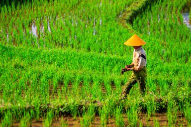 Güzel bir sabah manzarası Endonezya manzara ormanı güzellik rengi ve gökyüzü doğal ışığı